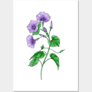 Purple Morning Glory Posters and Art